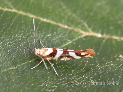 Argyresthia goedatella - Kenneth Noble